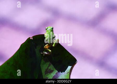 Hyla japonica (rana giapponese). Lunghezza del corpo di circa 20 mm  45 mm. Vive su piante vicine all'acqua e strisce nere marroni vicino agli occhi. Foto Stock