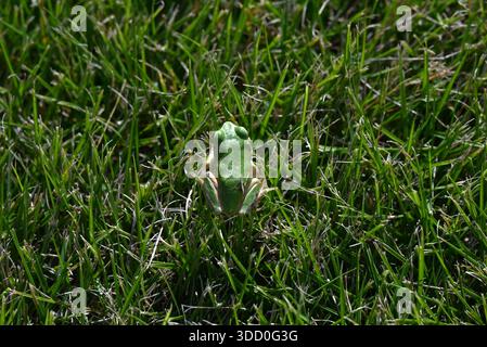 Hyla japonica (rana giapponese). Lunghezza del corpo di circa 20 mm  45 mm. Vive su piante vicine all'acqua e strisce nere marroni vicino agli occhi. Foto Stock