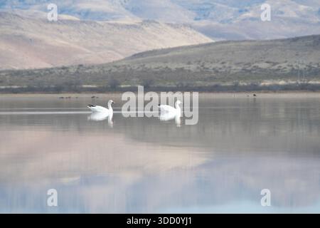 Coppia di anatre che nuotano su un lago tranquillo con montagne sullo sfondo Foto Stock