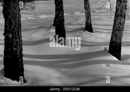 Slaviansk, Ucraina, URSS. Un'artistica foresta invernale degli anni '1950 che cattura una vista ravvicinata dei tronchi scuri degli alberi in piedi nella neve bianca profonda. La fotografia in bianco e nero evidenzia la consistenza ruvida della corteccia e le ombre lunghe e ondulate che il basso sole d'inverno getta sulle morbide nevi. Questo suggestivo studio sulla natura documenta l'ambiente sereno e la bellezza tranquilla e ghiacciata del paesaggio in una tranquilla regione del Donbas prima dei conflitti moderni. Foto Stock
