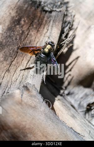 Ape carpentiere che riposa su legno stagionato in una foresta mediterranea Foto Stock