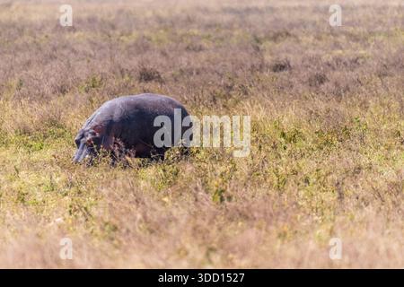 Teleobiettivo di un ippopotamo, Hippopotamus anfibio, che pascolava vicino al lago Magadi, sul fondo del cratere Ngorogoro, Tanzania Foto Stock
