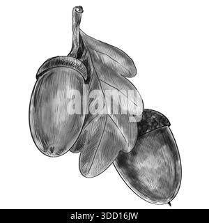 Un ramoscello con una ghianda e una foglia di quercia. Disegno realistico a mano a matita in bianco e nero isolato su bianco. Illustrazione Vettoriale