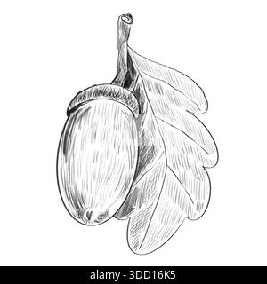Un ramoscello con una ghianda e una foglia di quercia. Disegno realistico a mano a matita in bianco e nero isolato su bianco. Illustrazione Vettoriale