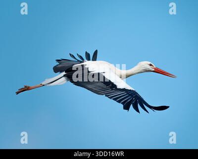 Cicogna bianca ciconia ciconia in volo contro un cielo blu limpido, mostrando un'apertura alare e un elegante comportamento in volo. Foto Stock