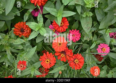 Campo di fiori rossi Zinnia elegans fioriscono nel giardino Foto Stock