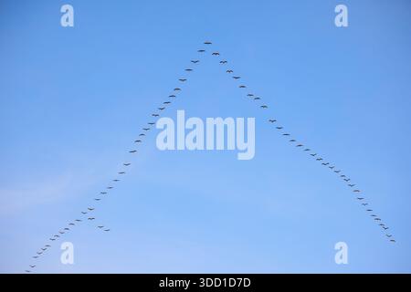 Gli uccelli migratori volano verso sud. Uno stormo di uccelli migratori, gru, vola in una formazione A contro un cielo blu. Le gru volano in una formazione chiave. Foto Stock
