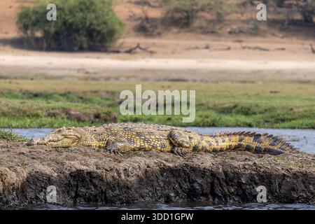 Coccodrillo che riposa su una riva del fiume chobe, Parco Nazionale del Chobe, Botswana - settembre 2025 Foto Stock