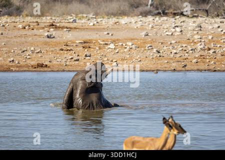 Elefante africano che fa il bagno e gioca in acqua durante il caldo di mezzogiorno, Klein Namutoni Waterhole, Etosha Nationalpark, Namibia - ottobre 2025 Foto Stock