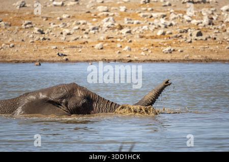 Elefante africano che fa il bagno e gioca in acqua durante il caldo di mezzogiorno, Klein Namutoni Waterhole, Etosha Nationalpark, Namibia - ottobre 2025 Foto Stock