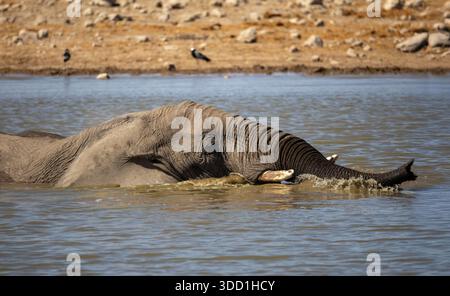 Elefante africano che fa il bagno e gioca in acqua durante il caldo di mezzogiorno, Klein Namutoni Waterhole, Etosha Nationalpark, Namibia - ottobre 2025 Foto Stock