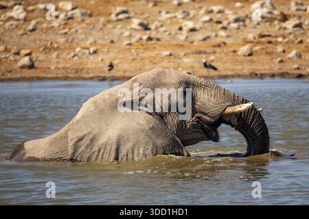 Elefante africano che fa il bagno e gioca in acqua durante il caldo di mezzogiorno, Klein Namutoni Waterhole, Etosha Nationalpark, Namibia - ottobre 2025 Foto Stock
