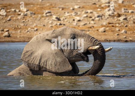 Elefante africano che fa il bagno e gioca in acqua durante il caldo di mezzogiorno, Klein Namutoni Waterhole, Etosha Nationalpark, Namibia - ottobre 2025 Foto Stock