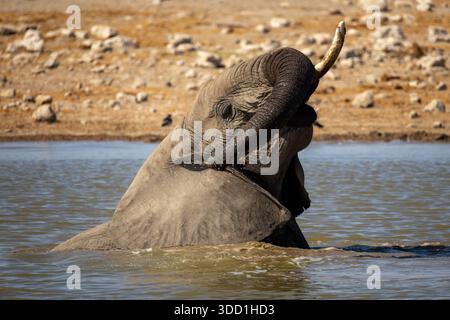 Elefante africano che fa il bagno e gioca in acqua durante il caldo di mezzogiorno, Klein Namutoni Waterhole, Etosha Nationalpark, Namibia - ottobre 2025 Foto Stock