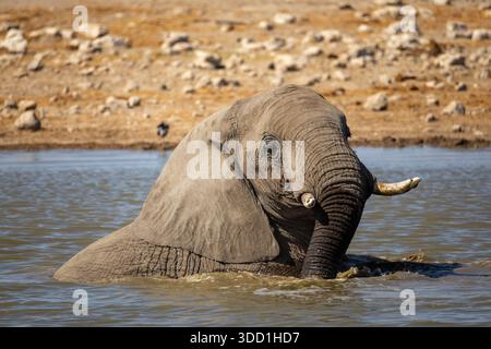 Elefante africano che fa il bagno e gioca in acqua durante il caldo di mezzogiorno, Klein Namutoni Waterhole, Etosha Nationalpark, Namibia - ottobre 2025 Foto Stock