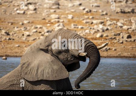 Elefante africano che fa il bagno e gioca in acqua durante il caldo di mezzogiorno, Klein Namutoni Waterhole, Etosha Nationalpark, Namibia - ottobre 2025 Foto Stock