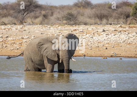 Klein Namutoni Waterhole, Etosha Nationalpark, Namibia - elefante africano che fa il bagno e gioca in acqua durante il caldo di mezzogiorno - ottobre 2025 Foto Stock