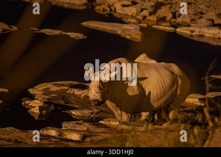 rinoceronte nero alla sorgente di notte Foto Stock