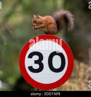 A red squirrel in North Yorkshire, England, is eating a nut in the rain while perched on top of a 30 mph road sign. Foto Stock