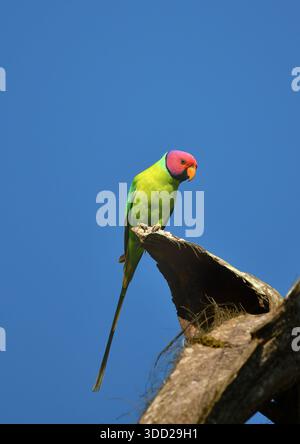 Prugna (Psittacula cyanocephala) seduta sull'albero di Madikeri, Coorg, Karnataka, India, Asia Foto Stock