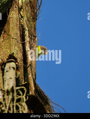Prugna (Psittacula cyanocephala) seduta sull'albero di Madikeri, Coorg, Karnataka, India, Asia Foto Stock