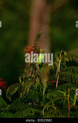 Pappagallo sospeso Vernal o Lorikeet indiano (Loriculus vernalis) appeso da un cespuglio che si nutre del nettare. Foto Stock