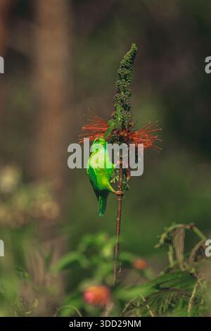 Pappagallo sospeso Vernal o Lorikeet indiano (Loriculus vernalis) appeso da un cespuglio che si nutre del nettare. Foto Stock