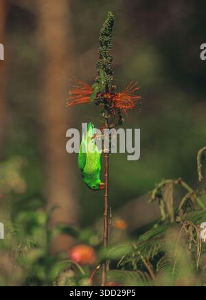 Pappagallo sospeso Vernal o Lorikeet indiano (Loriculus vernalis) appeso da un cespuglio che si nutre del nettare. Foto Stock