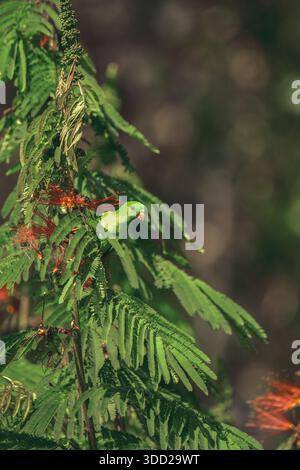 Pappagallo sospeso Vernal o Lorikeet indiano (Loriculus vernalis) appeso da un cespuglio che si nutre del nettare. Foto Stock