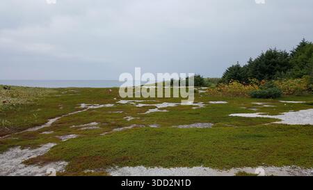 Vista costiera sulle isole Curili con una fitta foresta mista di conifere e decidue. Foto Stock