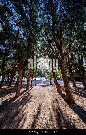 Uno scatto verticale spettacolare che mostra uno stretto corridoio naturale creato dai tronchi ad arco degli alberi di eucalipto. Il percorso conduce verso una figura seduta Foto Stock