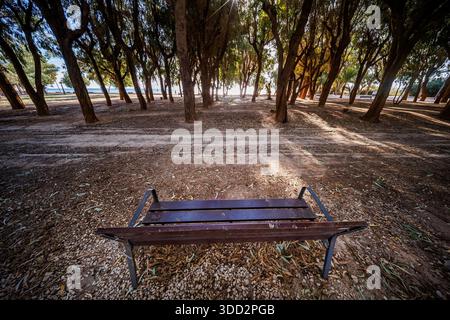 Una vista da un angolo basso focalizzata su una panchina di legno vuota posizionata in un boschetto di alberi di eucalipto abbronzato dal sole. Il percorso è ricoperto di ghiaia e caduto l Foto Stock