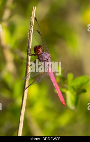 Roseate skimmer (Orthemis ferruginea), estero Llano grande State Park, Texas Foto Stock
