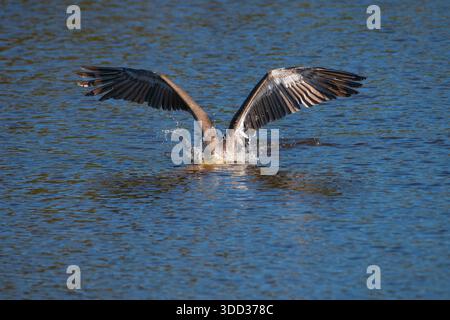 Brown Pelican con la testa per la pesca subacquea e le ali verso l'alto e spalancate Foto Stock