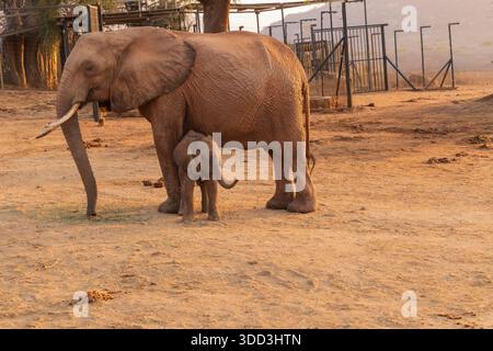 Elefanti africani (Loxodonta africana) polpaccio che gioca all'unità di reintegrazione Ithumba nel Parco Nazionale dello Tsavo Est, Kenya Foto Stock