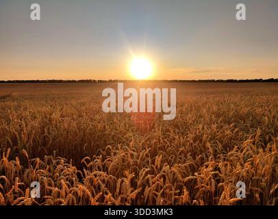 Tramonto e alba nel campo di grano. Alba o tramonto all'orizzonte al di sopra del campo di orecchie di frumento che crescono la sera d'estate. Sole splendente nel cielo e nel campo con punte di frumento maturo. Paesaggio agricolo Foto Stock