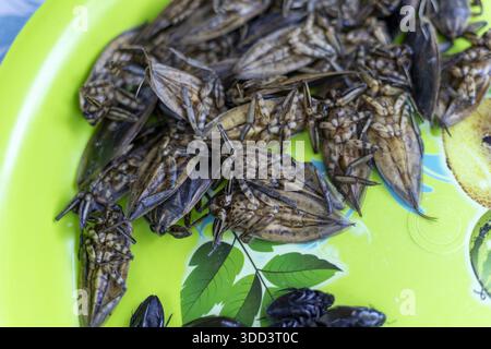 Insetto d'acqua gigante fritto su piatto verde che mostra la cultura esotica del cibo asiatico con consistenza croccante e gusto delizioso per un viaggiatore coraggioso che mangia strane inse Foto Stock