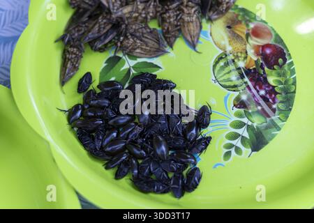 Deliziosi insetti fritti su vassoio di plastica verde per mangiare mostrando croccanti consistenze di snack esotici che rappresentano la cultura asiatica locale e la tradizionale g Foto Stock