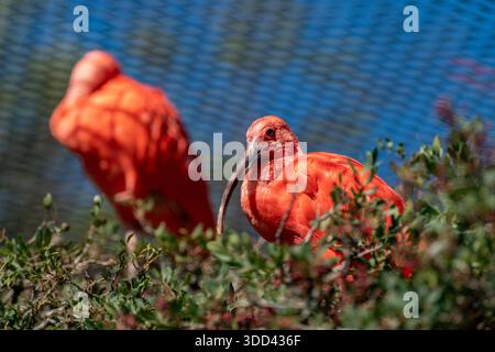 Ibis scarlatti in piedi in un recinto di uno zoo mediterraneo, primo piano Foto Stock