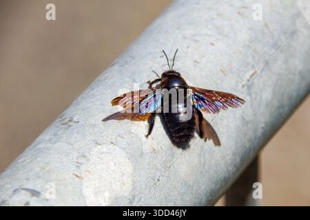 La Xylocopa violacea, nota come Blue Carpenter Bee, è una delle più grandi e spettacolari specie di api solitarie d'Europa. Foto Stock
