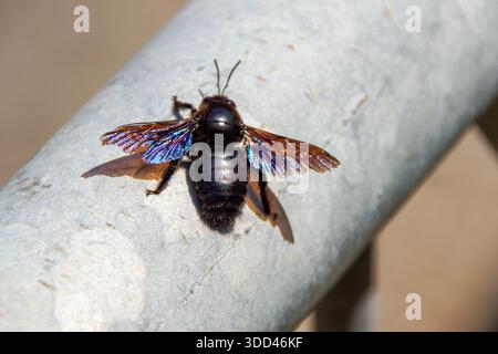 La Xylocopa violacea, nota come Blue Carpenter Bee, è una delle più grandi e spettacolari specie di api solitarie d'Europa. Foto Stock