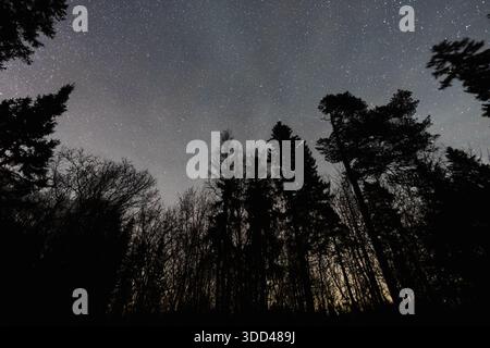 Vista mozzafiato ad angolo basso del cielo stellato notturno su sagome scure di alberi di conifere nella foresta selvaggia di montagna. Foto Stock