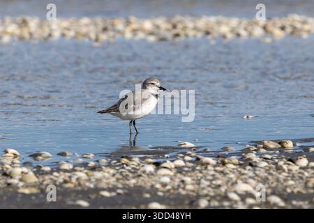 Wrybill (Anarhynchus frontalis) - adulti sulla spiaggia rocciosa di Miranda, North Island, nuova Zelanda. Endemico shorebird con becco curvo laterale Foto Stock