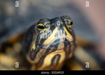 Primo piano di una tartaruga, uno stagno scorrevole, Trachemys scripta, Catalogna, Spagna Foto Stock