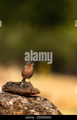 Robin europeo (erithacus rubecula) arroccato su una roccia - foto di scorta Foto Stock