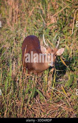 Il cervo maiale indiano maschile (Axis porcinus) nel Parco Nazionale di Kaziranga, Assam, India. Un piccolo cervido originario della regione del subcontinente indiano e in Foto Stock
