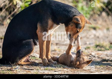 Un cucciolo del villaggio indiano gioca gioiosamente con la madre, condividendo un tenero momento di legame e affetto. Foto Stock