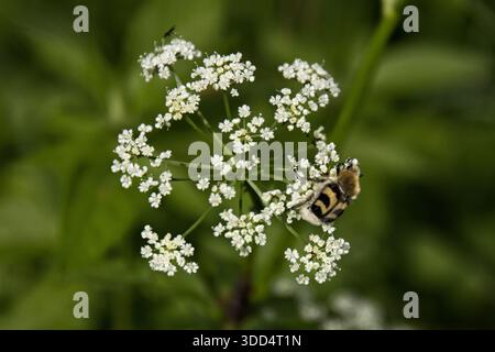 Primo piano dello scarabeo eurasiatico (trichius fasciatus), noto anche come affaticamento delle api o coleottero delle api, che si nutre di cicuta in estate, Saaremaa, Estonia. Foto Stock
