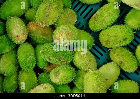 Vista dall'alto di Momordica dioica, comunemente nota come spiny gourd o spine gourd Foto Stock