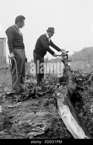 Sessanta anni, 31.07.1966, Germania, persone, due uomini da 33 a 36 e da 55 a 60 anni hanno visto un tronco di un albero in un giardino privato dopo un fulmine, un albero tagliato, il tagliato, il tagliatore, il maglione e il cappello, il gilet e i pantaloni, Theo, Josef Foto Stock